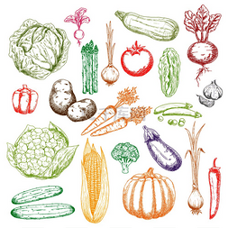 豌豆素描图片_新鲜的绿色卷心菜、豌豆和黄瓜、