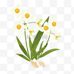 扁平化植物图案图片_诞生花一月水仙日本生日花水彩风