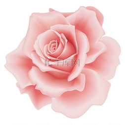 hintergrund图片_孤立的粉红玫瑰