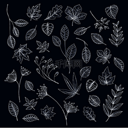 草花图标图片_野生草药的树枝、叶子、种子和花