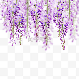 紫藤花对鸟图片_水彩紫藤花花卉植物