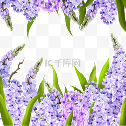 紫色风信子图片_诺鲁孜节田园诗般的花卉紫色风信