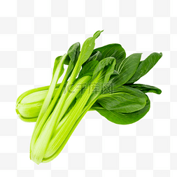 绿色蔬菜小油菜