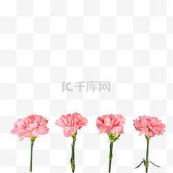 感恩父母字体素材图片_母亲节粉色康乃馨