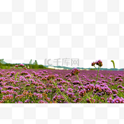 紫色马鞭草景色