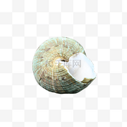 海鲜动物沙滩海螺