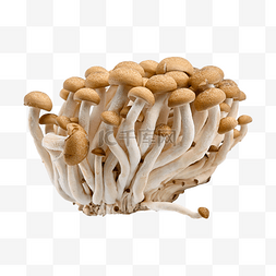 新鲜蟹味菇图片_蟹味菇营养蘑菇