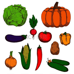 茄子和黄瓜图片_种植洋葱和土豆、黄瓜和南瓜、西
