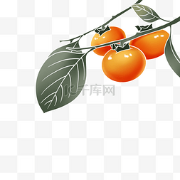 国潮风工笔秋季水果柿子