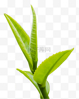 嫩绿的茶叶图片_春季茶叶