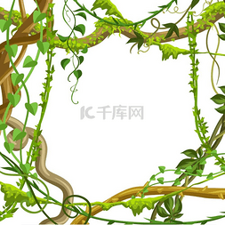 扭曲的野生藤本植物树枝框架。