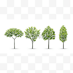 树的插图图片_在白色背景上隔离的树的集合。自