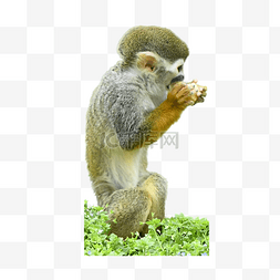 森林松鼠猴哺乳动物