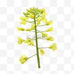 油菜花摄影图片_油菜花黄色叶子蜜蜂景观