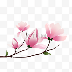 盛开的粉色玉兰花