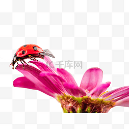 春分花卉图片_春分花朵上的瓢虫