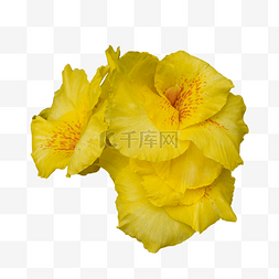 美人蕉黄色自然花卉