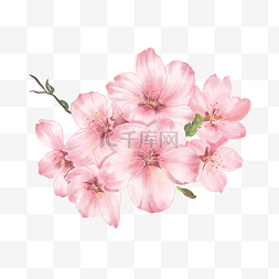 水彩粉色樱花花朵