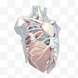 医疗医学人体组织器官模型
