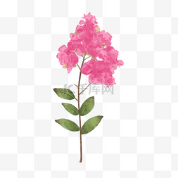 绿色墙面背景图片_紫薇花水彩风格粉红色花卉