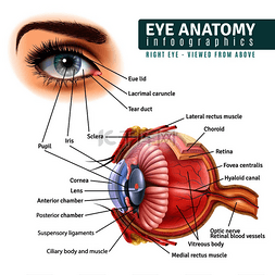 医学身体结构图片_人眼解剖学信息图表与外部视图和