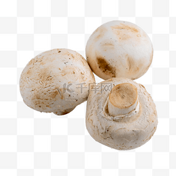 白蘑菇有机蔬菜菌菇