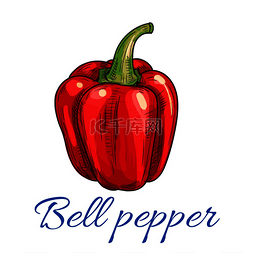 红色甜椒图片_红色甜椒蔬菜草图用于有机农业杂