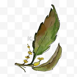 手绘图案涂鸦图片_卡通植物叶子水彩欧洲栗