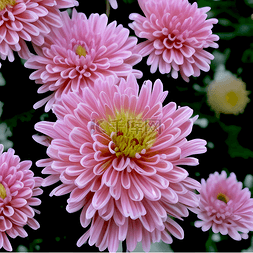 绽放的粉色花瓣图片_盛开的菊花