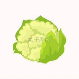 绿色健康新鲜营养图片_在白色背景上分离的花椰菜芸苔属