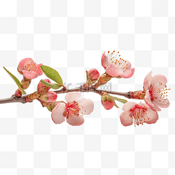 桃花设计素材图片_春天春季花卉摄影樱花桃花设计素