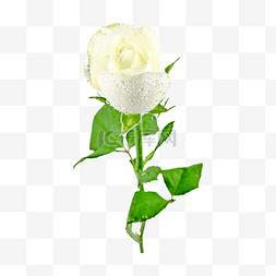 仿真白玫瑰图片_浪漫花朵白玫瑰