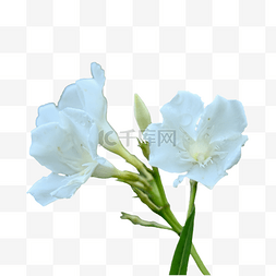 白色的马蹄莲图片_夹竹桃白色花园花瓣