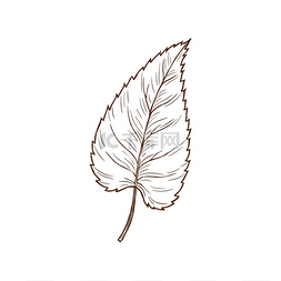 棕色的矢量设计图片_绘制桦树叶子矢量秋叶棕色的落叶
