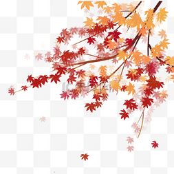 秋季枫树枝