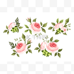 套粉红色的玫瑰花。矢量图.