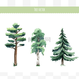 水彩植物矢量图图片_水彩树木的集。白桦树、 松树、 