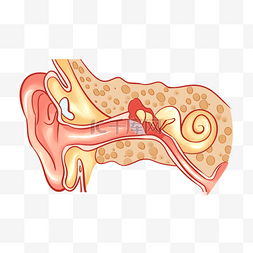 人体耳朵图标图片_人耳解剖人体结构医学插图