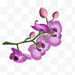 紫色兰花剪贴画