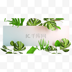 上新啦图片_立体创意植物