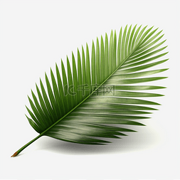 椰子树叶纹理图片_绿色植物椰子树叶