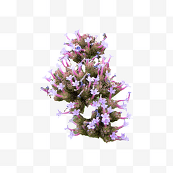 柳叶马鞭草花瓣摄影图植物鲜花