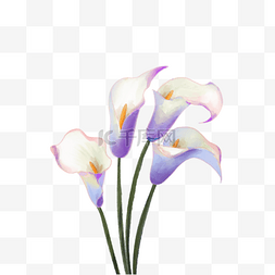 紫色铃兰图片_紫色水彩马蹄莲婚礼花卉