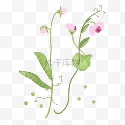 线描盖碗茶图片_豌豆角与粉色碗豆花