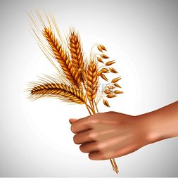 金穗元素图片_谷物的小穗，包括小麦、大麦、燕