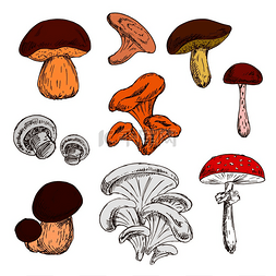 野生菌图片_成熟的新鲜国王牛肝菌和蘑菇、野