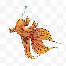 橙红色游动金鱼