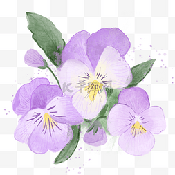 三色堇水彩风格花卉蝴蝶花紫色