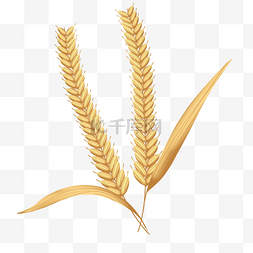 成熟的金色麦子