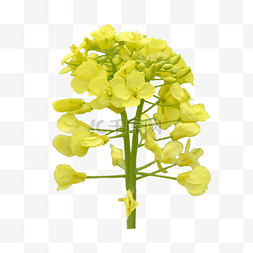 黄色油菜花花枝叶子特写